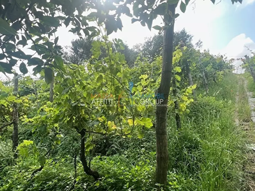 Immagine 2 di Terreno agricolo in vendita  in Via del Pozzo 2 a Massa