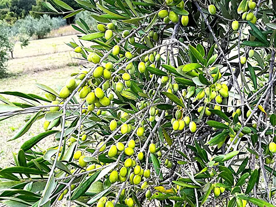 Immagine 10 di Terreno agricolo in vendita  in Località di Popogna la Concezione 35 a Rosignano Marittimo