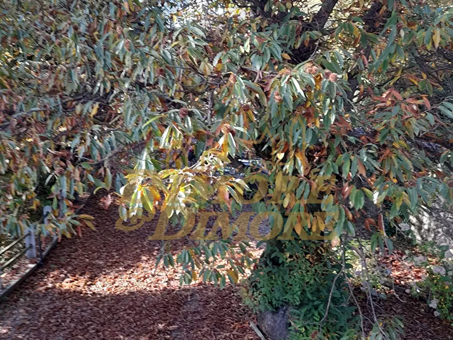 Immagine 14 di Bilocale in affitto  in VIA ROMA 3 a Premeno