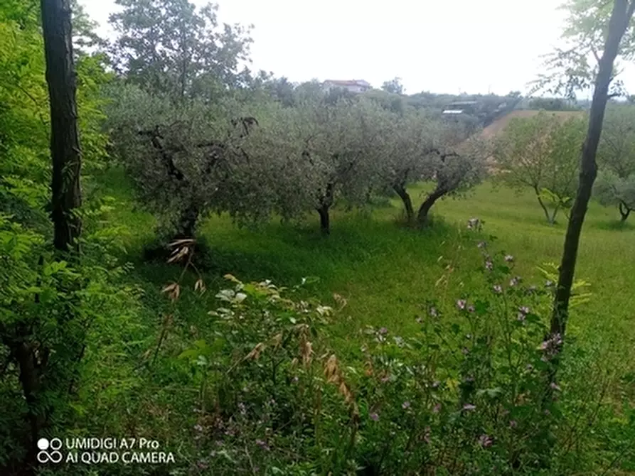 Immagine 7 di Terreno agricolo in vendita  in CONTRADA MARCIANESE a Lanciano
