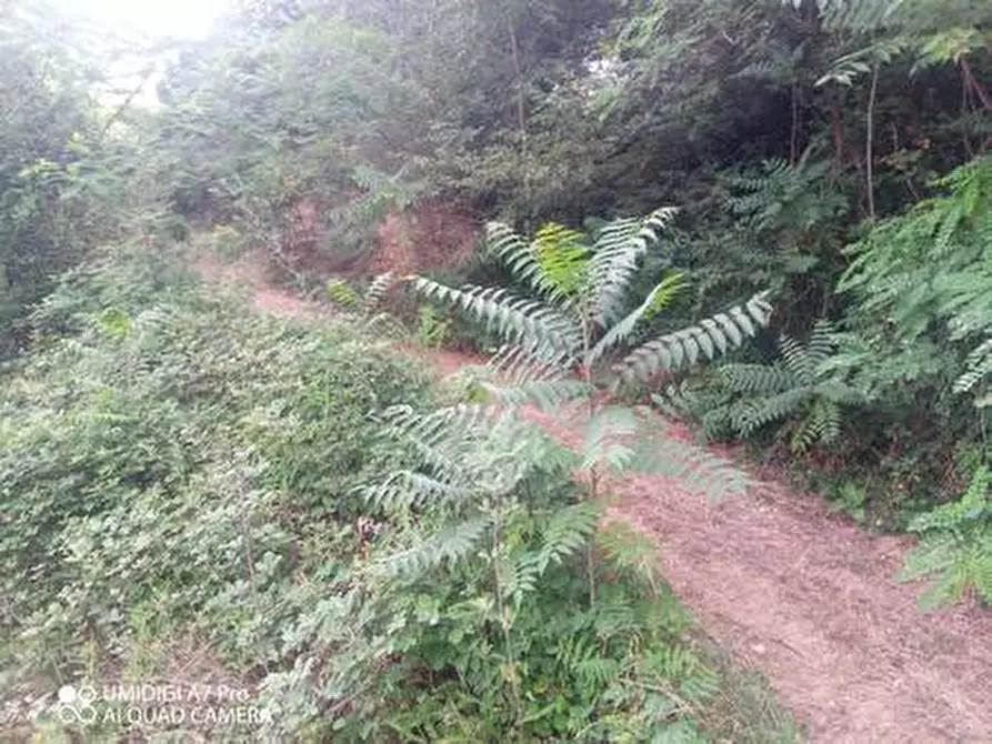 Immagine 21 di Terreno agricolo in vendita  in C.DA VILLA STANAZZO a Lanciano