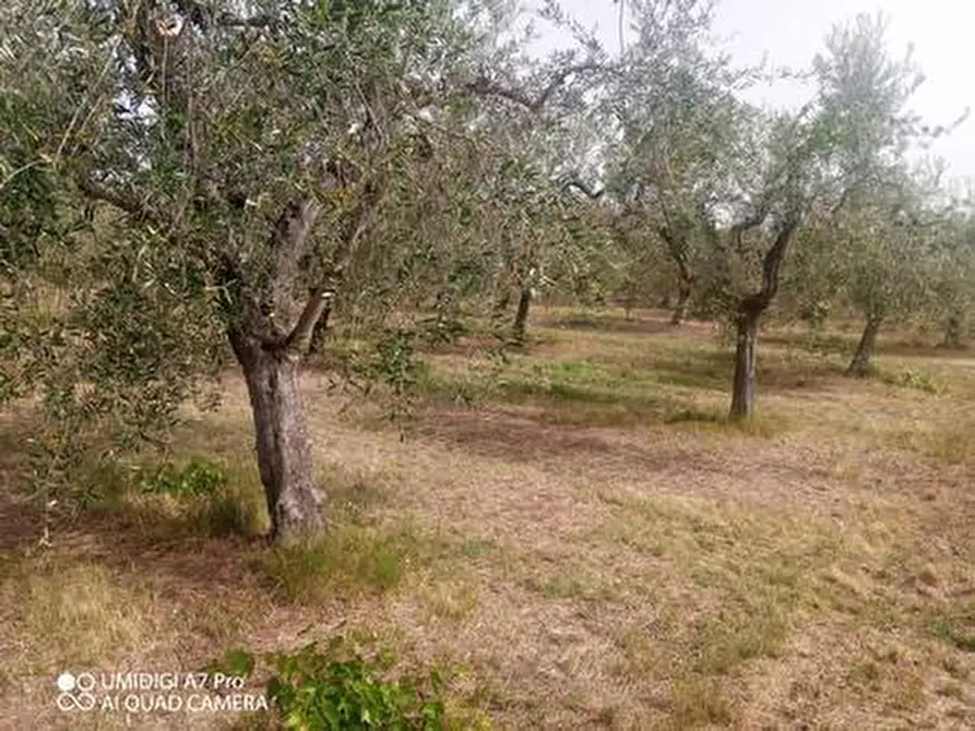 Immagine 8 di Terreno agricolo in vendita  in C.DA VILLA STANAZZO a Lanciano
