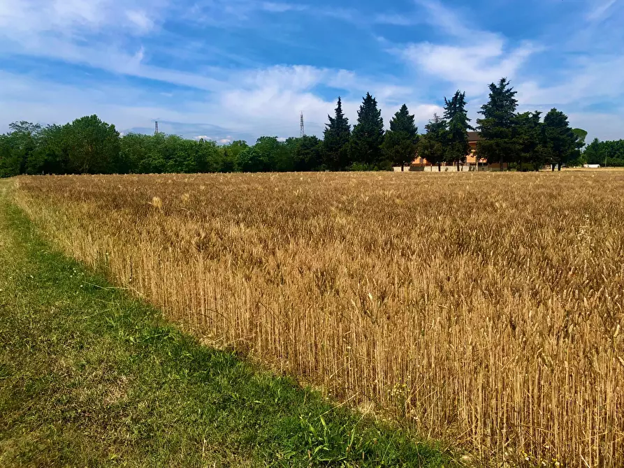 Immagine 2 di Terreno agricolo in vendita  a Jesi