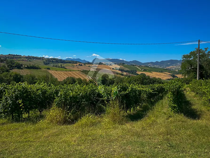 Immagine 13 di Terreno agricolo in vendita  a Montecarotto