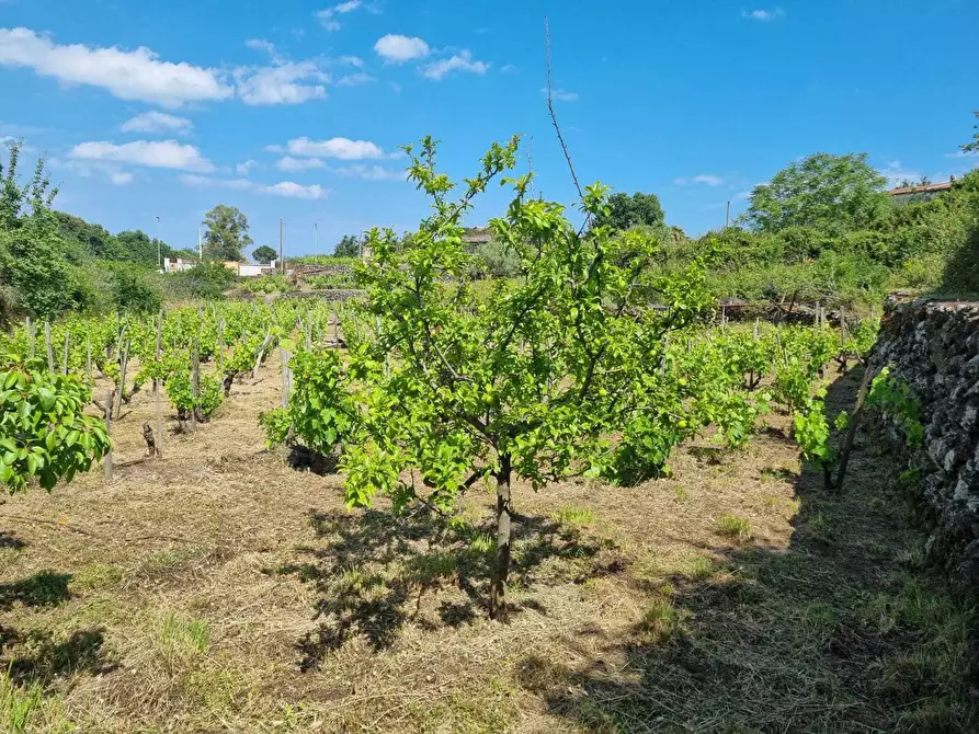 Immagine 21 di Terreno agricolo in vendita  a Tremestieri Etneo