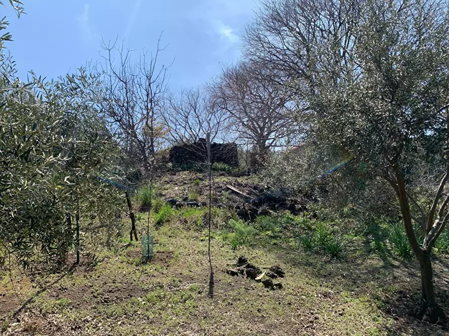 Immagine 11 di Terreno agricolo in vendita  a Pedara