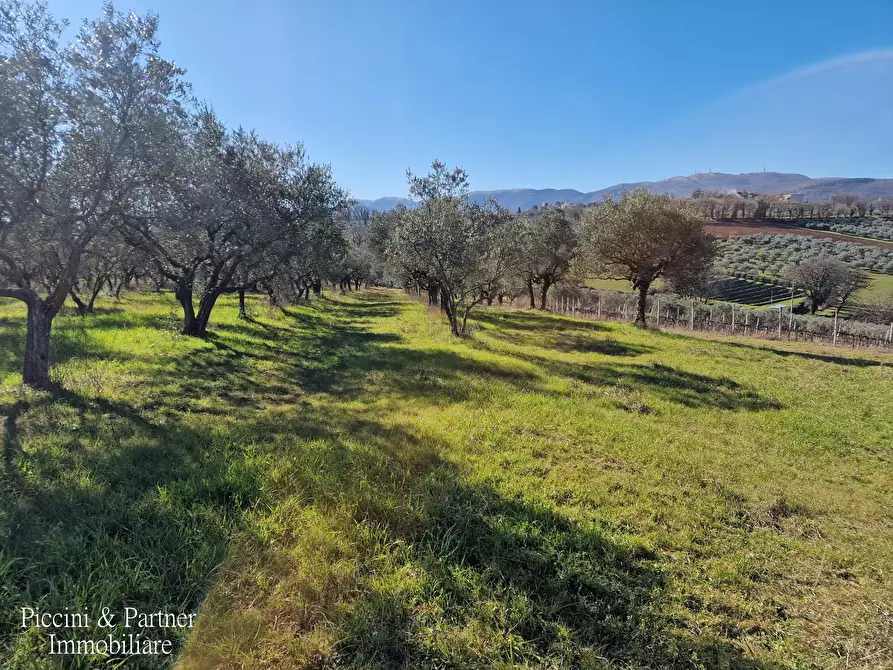 Immagine 85 di Agriturismo in vendita  in Località San Lorenzo a Castel Ritaldi