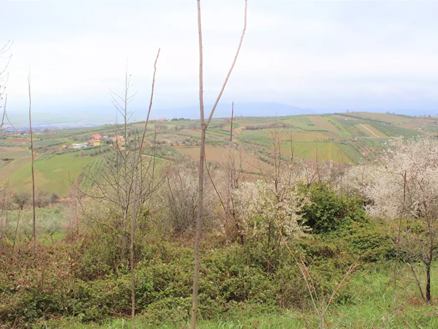 Immagine 2 di Terreno agricolo in vendita  in via Brasile a Mozzagrogna