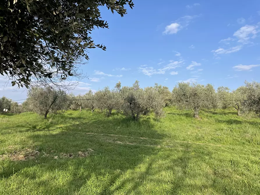 Immagine 13 di Terreno agricolo in vendita  in Strada Provinciale dei Tre Comuni a Casale Marittimo