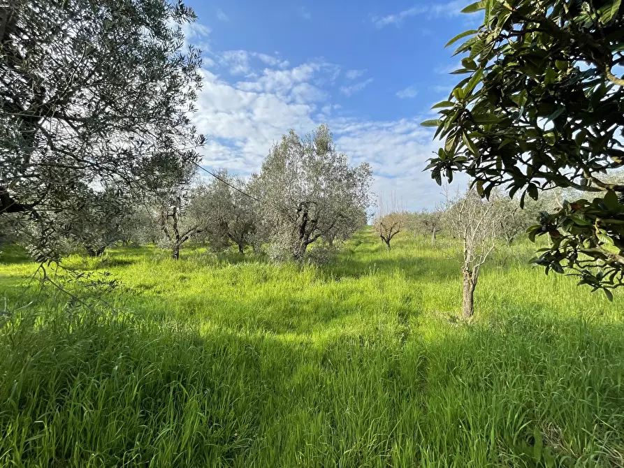 Immagine 19 di Terreno agricolo in vendita  in Strada Provinciale dei Tre Comuni a Casale Marittimo