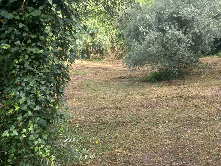 Immagine 8 di Terreno agricolo in vendita  in Via Giulio Roncacci 1 a Morlupo