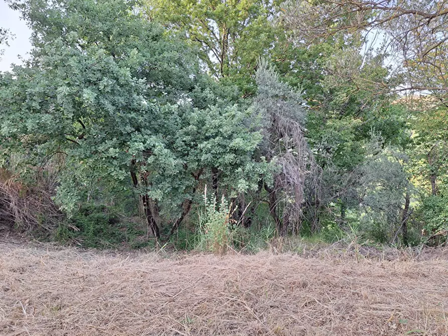 Immagine 1 di Terreno agricolo in vendita  in Via Mossa Dei Barberi 61 a Morlupo