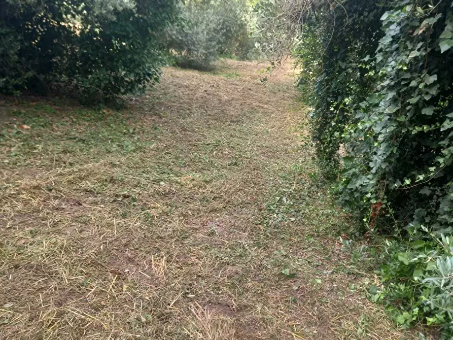 Immagine 2 di Terreno agricolo in vendita  in Via Giulio Roncacci 1 a Morlupo