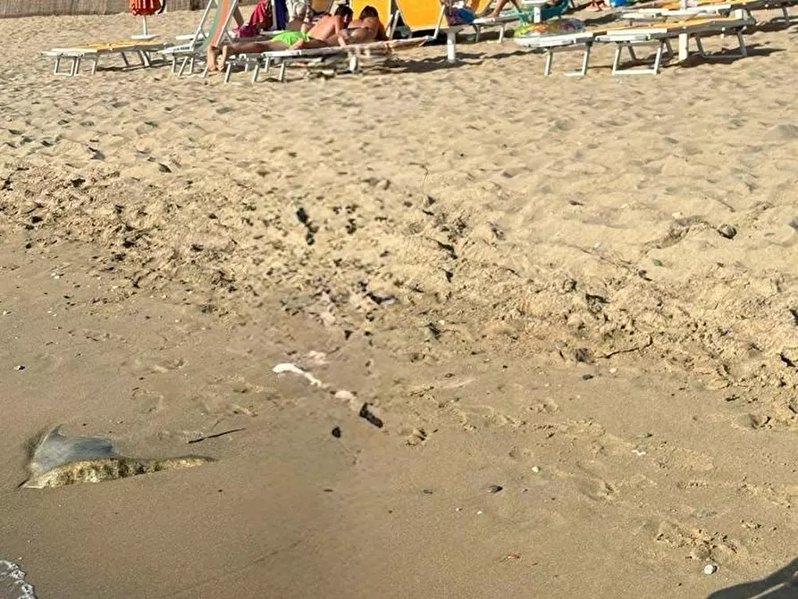 Immagine 3 di Bilocale in affitto  in Via dei Cavalleggeri a San Vincenzo