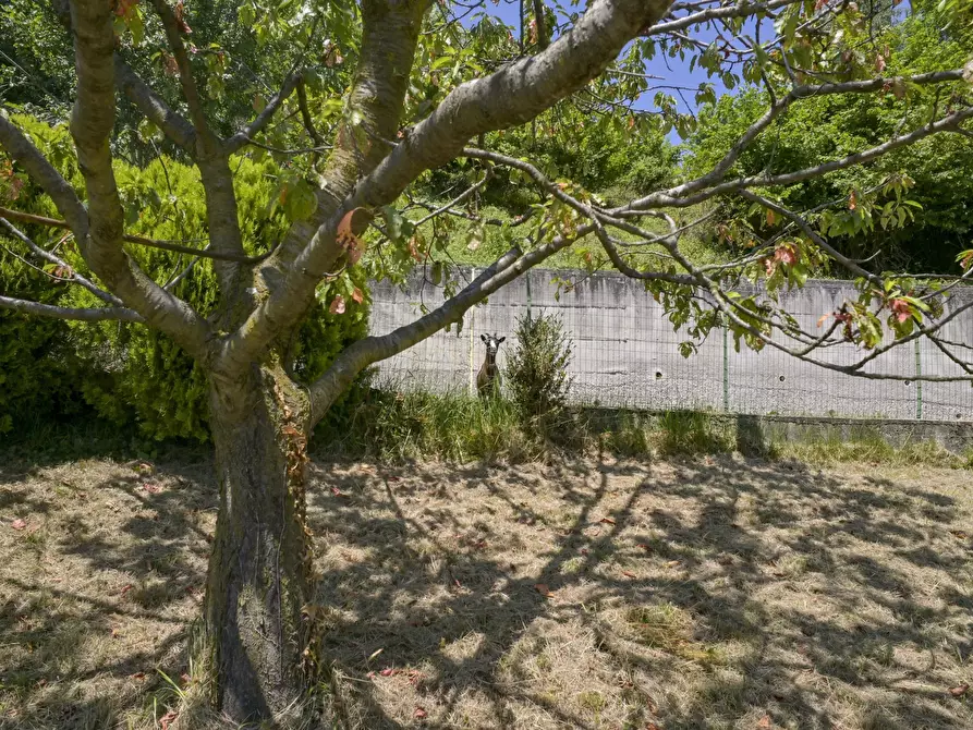 Immagine 10 di Villa in vendita  in via luinengo cossi 61 a Borgiallo