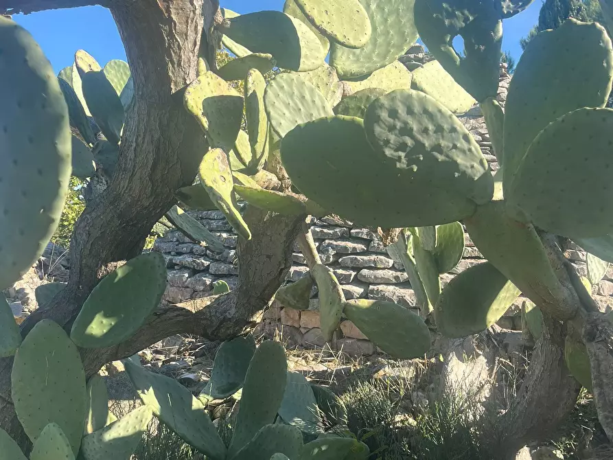 Immagine 3 di Rustico / casale in vendita  in Via Vd'impelo a Castellana Grotte