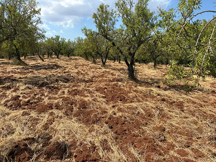 Immagine 24 di Villa in vendita  in Contrada Fantese 38 a Ostuni