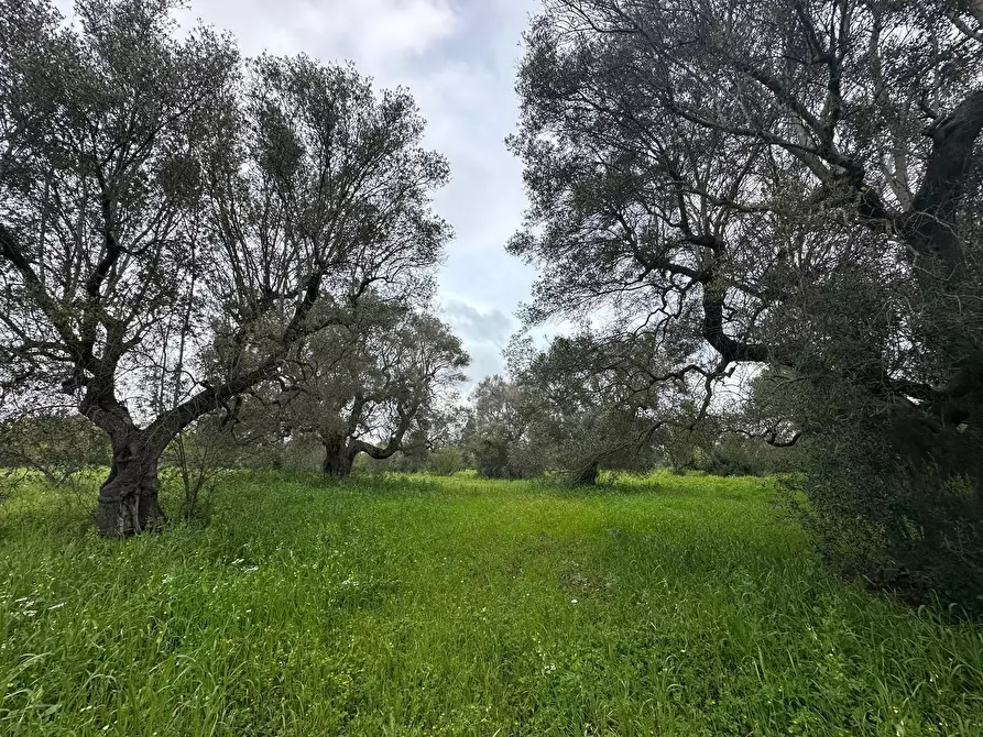 Immagine 13 di Casa indipendente in vendita  in Strada Provinciale 29 a Ostuni