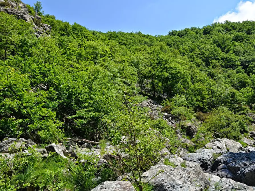 Immagine 35 di Rustico / casale in vendita  in Via Dano a Sassello