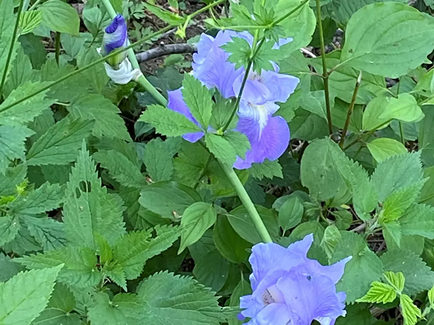 Immagine 22 di Rustico / casale in vendita  in Frazione Garini a Cartosio