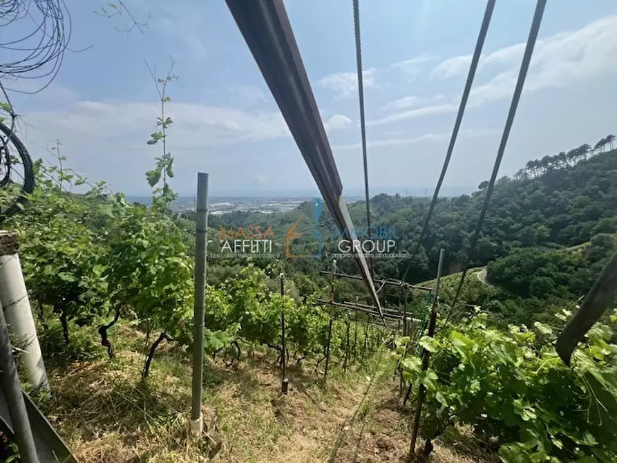 Immagine 18 di Terreno agricolo in vendita  in Viottolo Pianamaggio 1 a Massa