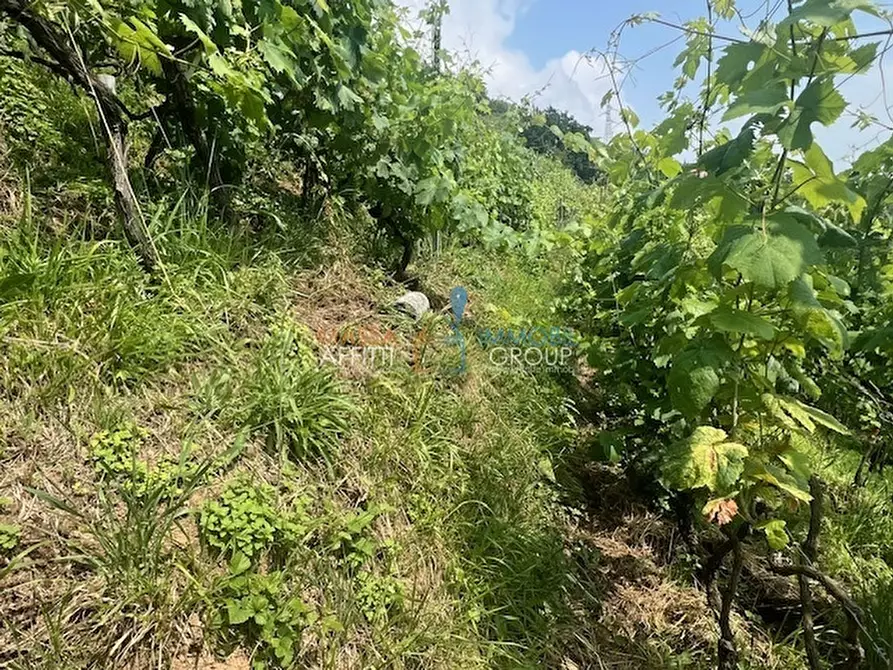 Immagine 8 di Terreno agricolo in vendita  in Viottolo Pianamaggio 1 a Massa
