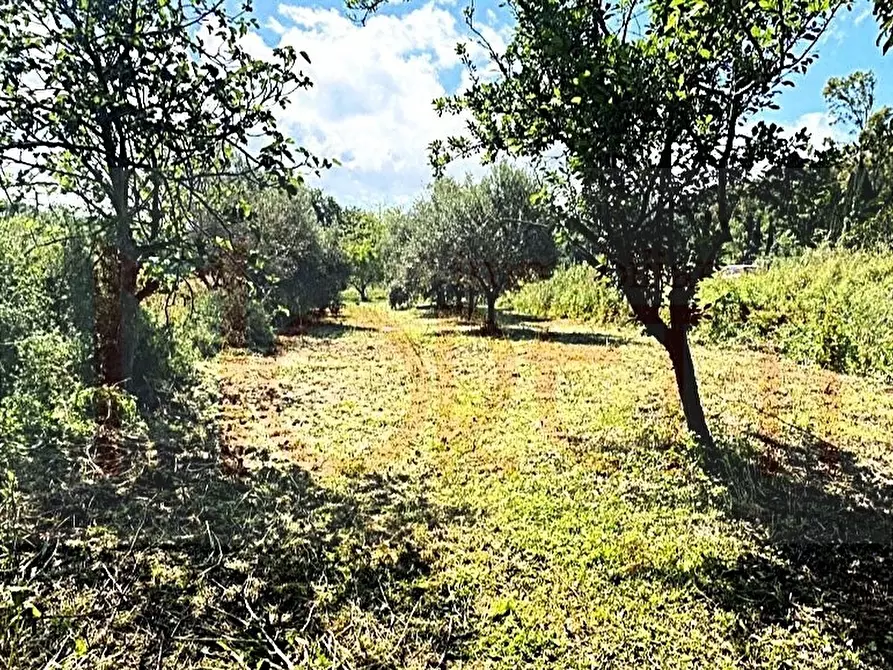 Immagine 7 di Terreno agricolo in vendita  in Via delle Sorgenti a Livorno