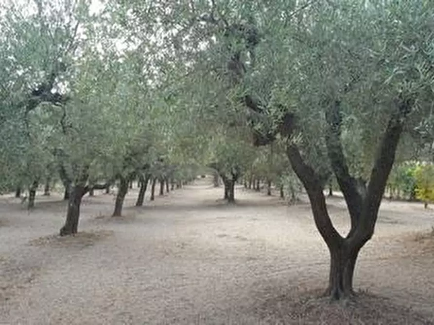 Immagine 4 di Terreno agricolo in vendita  a Santa Maria Imbaro