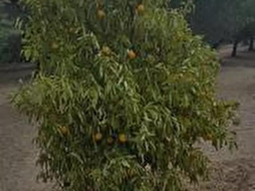 Immagine 17 di Terreno agricolo in vendita  a Santa Maria Imbaro