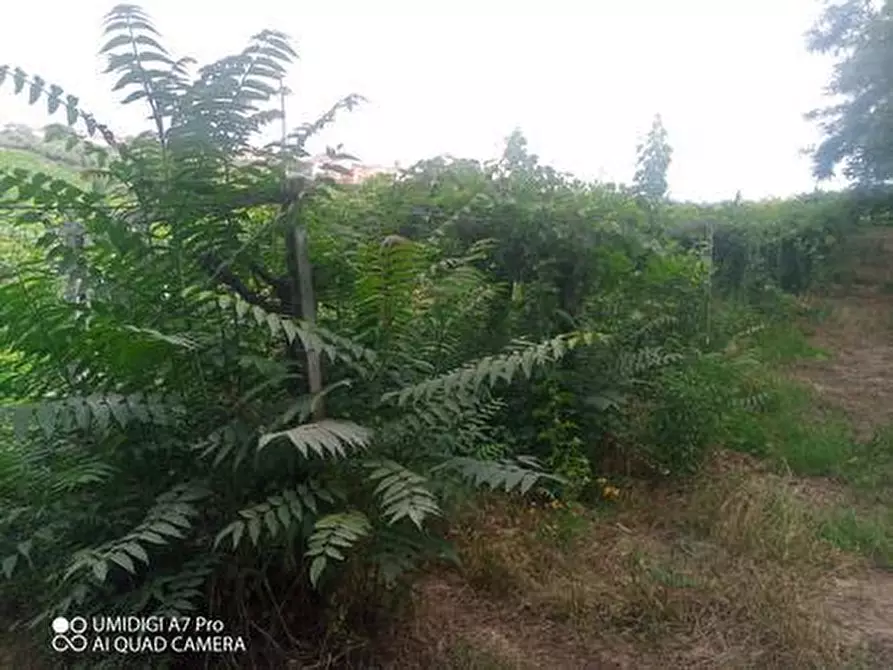 Immagine 18 di Terreno agricolo in vendita  in C.DA VILLA STANAZZO a Lanciano
