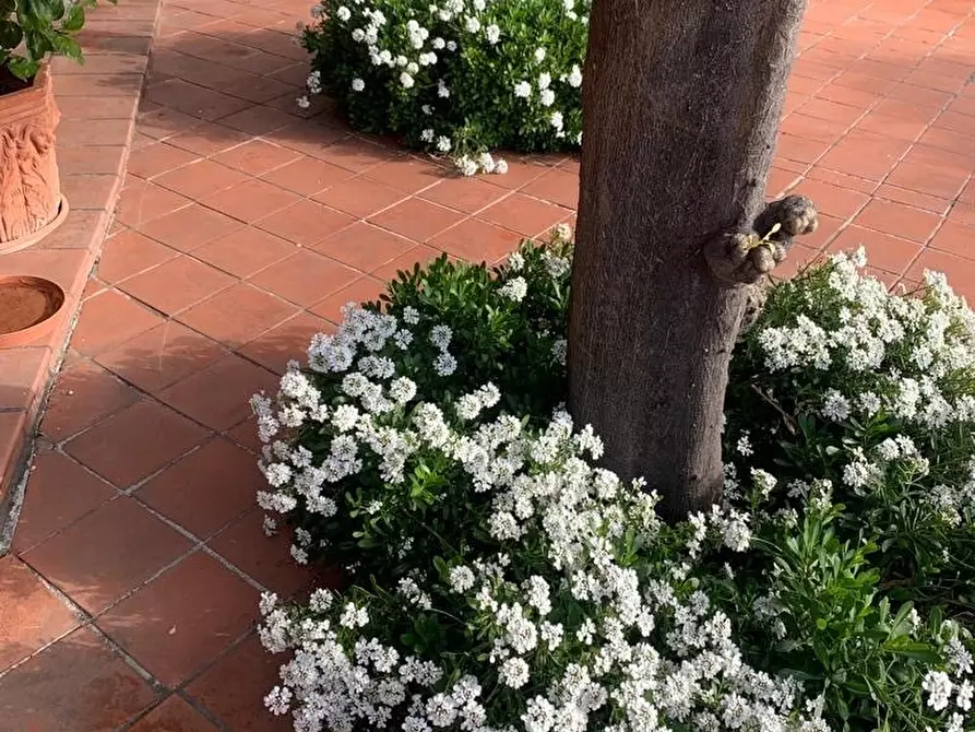 Immagine 22 di Villa in vendita  in Via Adelasia a Alassio