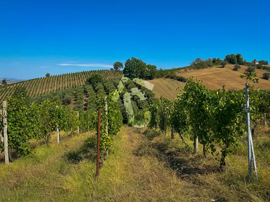 Immagine 10 di Terreno agricolo in vendita  a Montecarotto