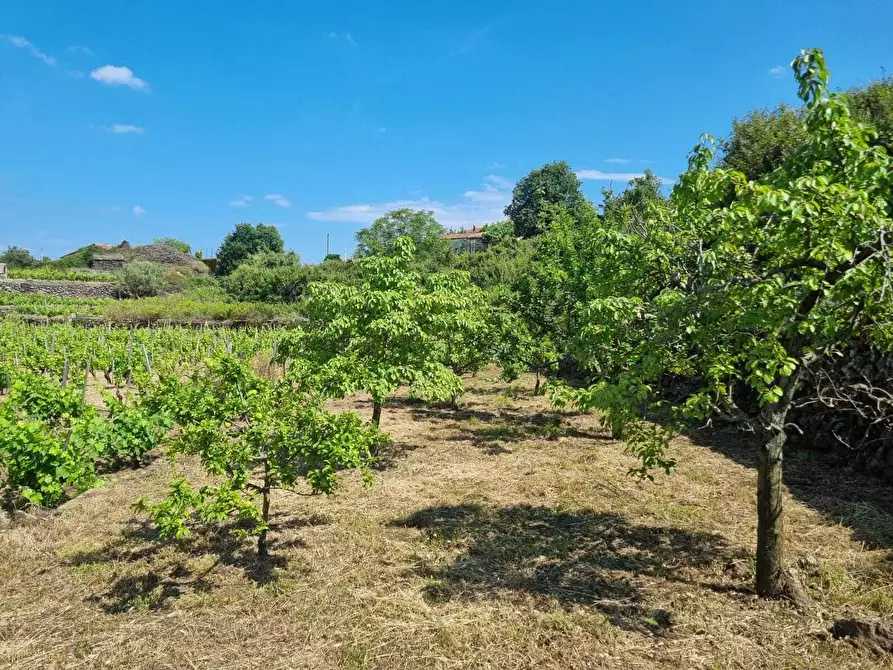Immagine 13 di Terreno agricolo in vendita  a Tremestieri Etneo