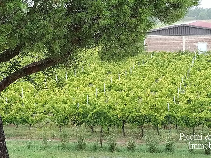 Immagine 11 di Rustico / casale in vendita  in Località Croce 68 a Castiglione Del Lago