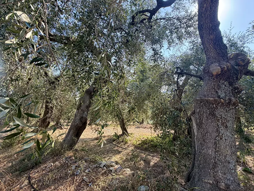 Immagine 5 di Terreno agricolo in vendita  in Via Chiappa 100 a San Bartolomeo Al Mare