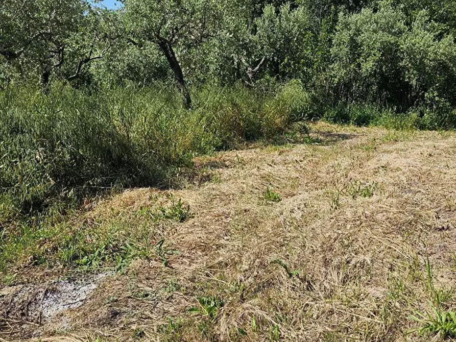 Immagine 9 di Terreno agricolo in vendita  in Via Ciommi a Castel Frentano