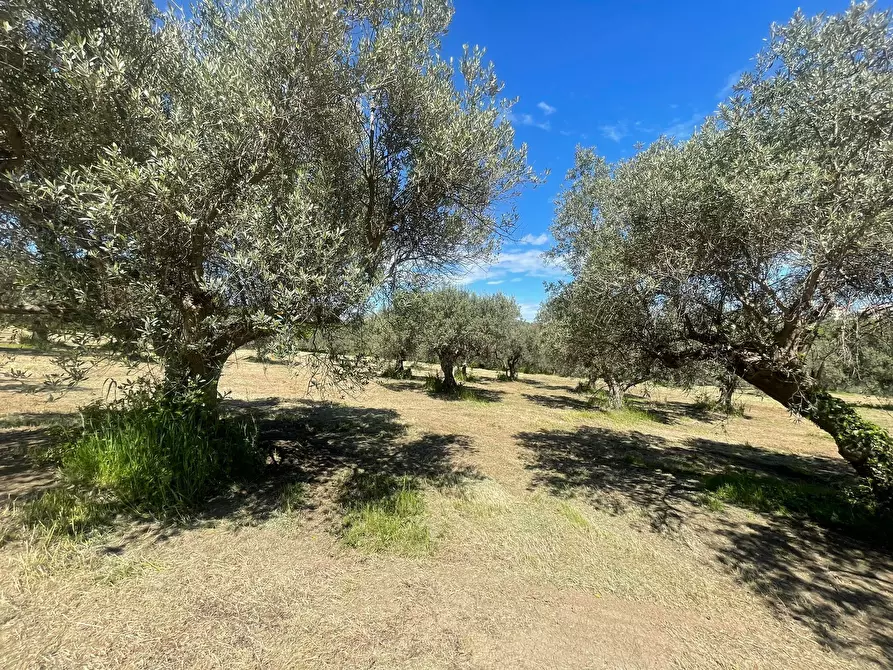 Immagine 13 di Casa indipendente in vendita  in contrada ranco 55 a Paglieta