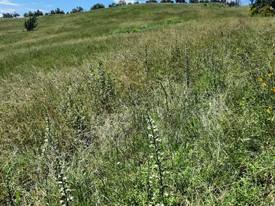 Immagine 4 di Terreno agricolo in vendita  in Via delle Grotte 2920 a Morlupo