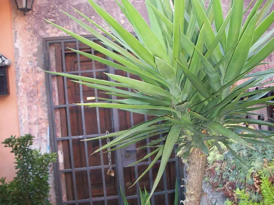 Immagine 30 di Quadrilocale in vendita  in Via della Madonnella 11 a Morlupo