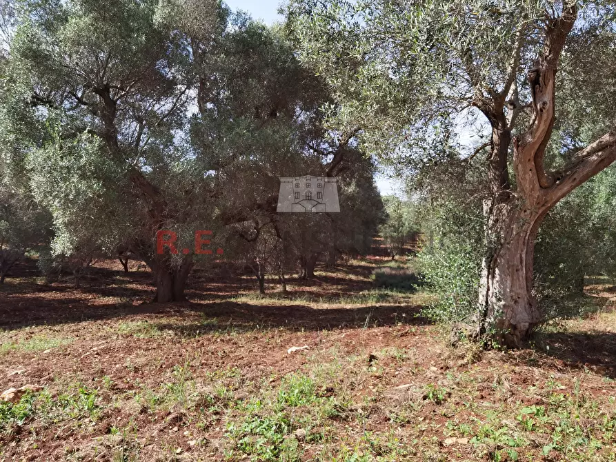 Immagine 3 di Baita in vendita  a Ceglie Messapico