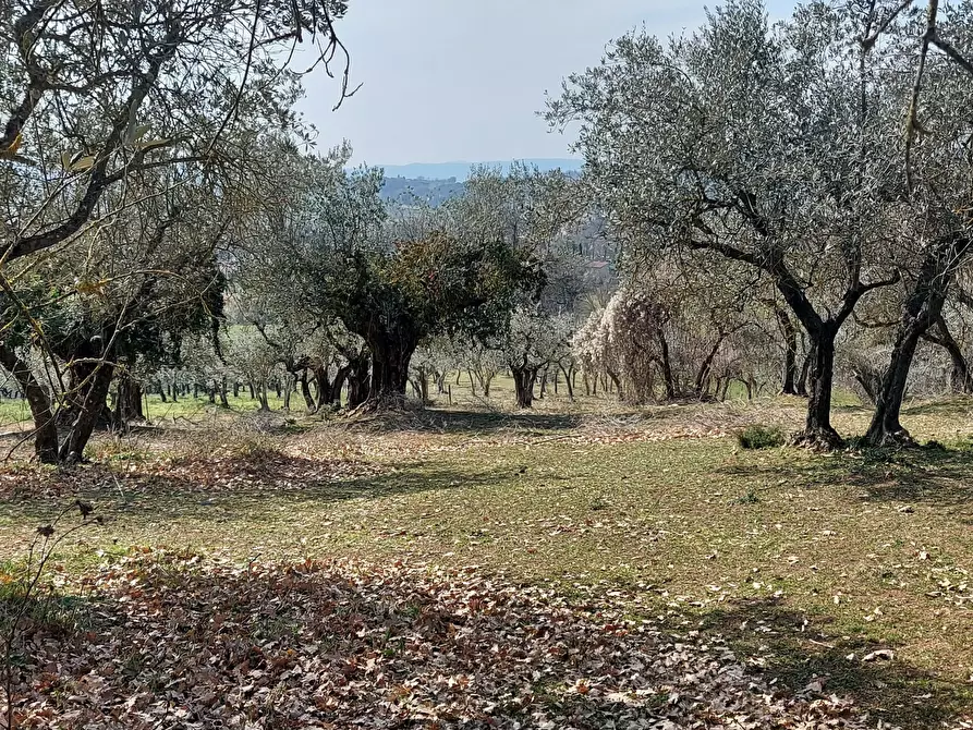 Immagine 7 di Terreno agricolo in vendita  a Massa Martana