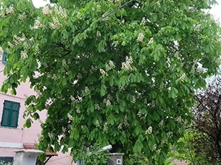 Immagine 17 di Appartamento in vendita  a Tiglieto