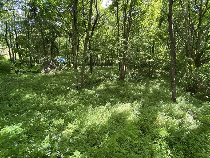 Immagine 48 di Casa trifamiliare in vendita  in Località La Carta 26 a Sassello