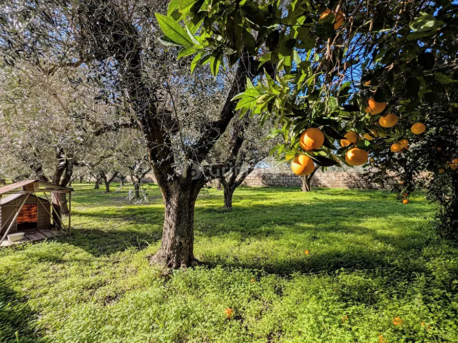 Immagine 18 di Villa in vendita  in Via Granieri 56 a Nettuno