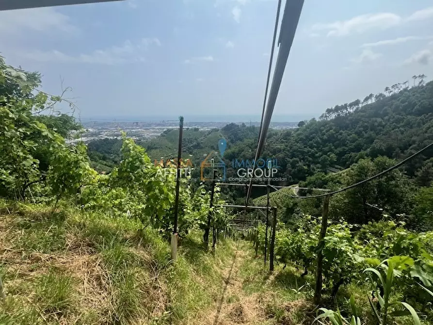 Immagine 11 di Terreno agricolo in vendita  in Viottolo Pianamaggio 1 a Massa