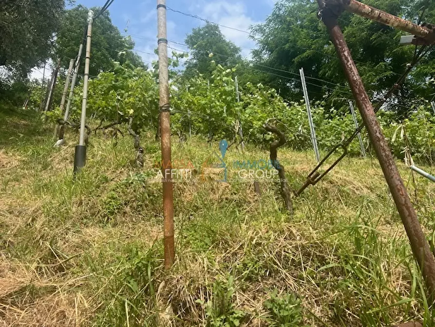 Immagine 13 di Terreno agricolo in vendita  in Viottolo Pianamaggio 1 a Massa