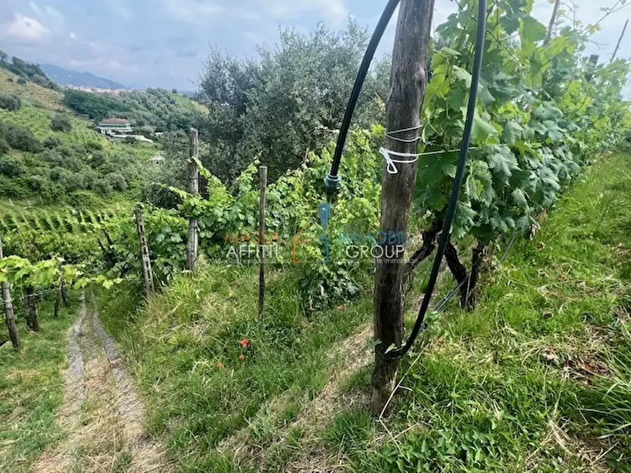 Immagine 6 di Terreno agricolo in vendita  in Via del Pozzo 2 a Massa