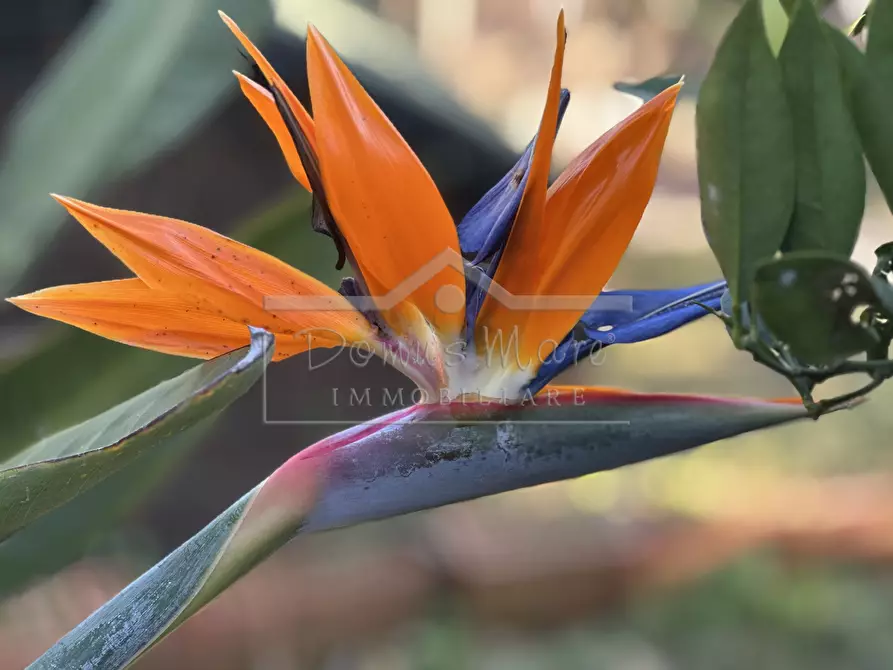 Immagine 56 di Casa bifamiliare in vendita  in Via per Pineland 25 bis a Borghetto Santo Spirito