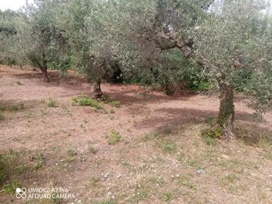 Immagine 12 di Terreno agricolo in vendita  in C.DA VILLA STANAZZO a Lanciano