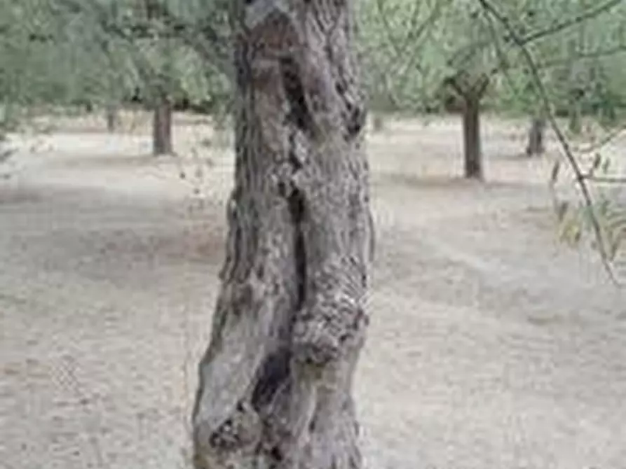 Immagine 19 di Terreno agricolo in vendita  a Santa Maria Imbaro